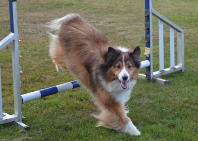 Chien